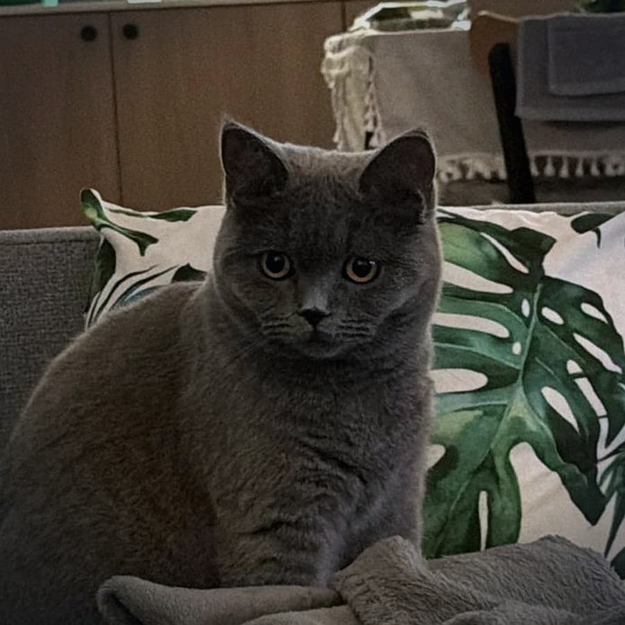 Smokie, the office cat